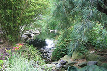 Landscape design with bamboo and pond.