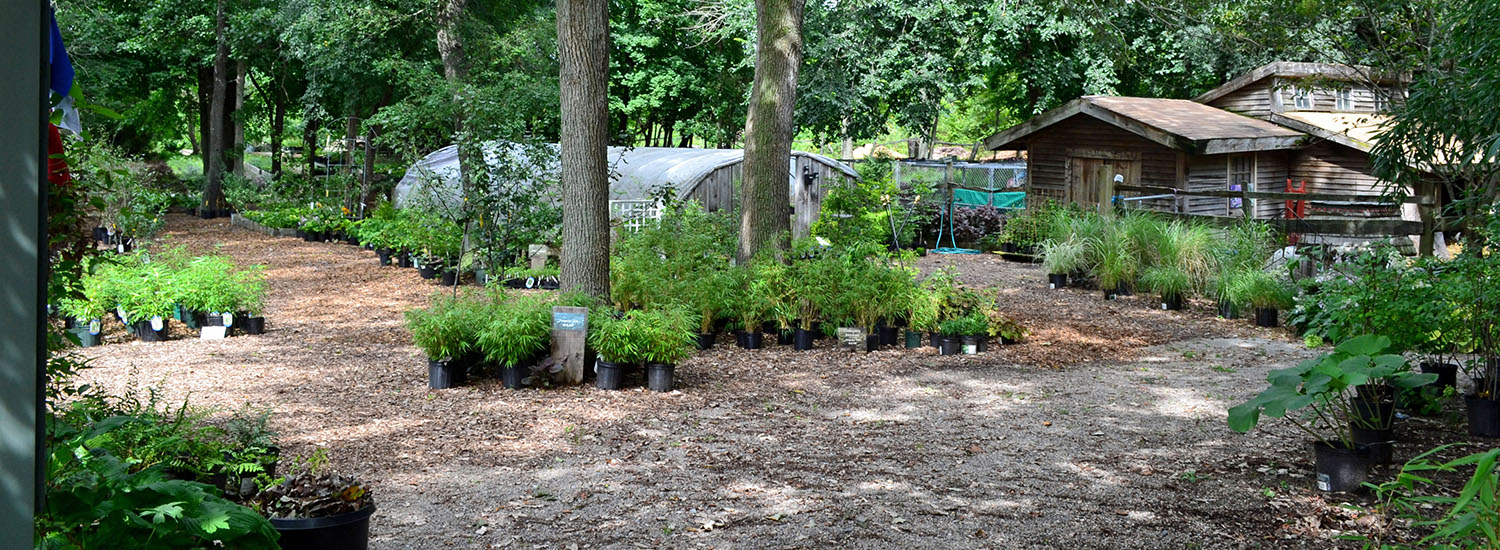 Backyard with planters