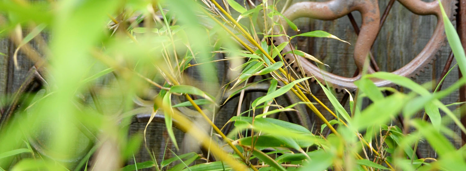 Bamboo in front of wooden wall