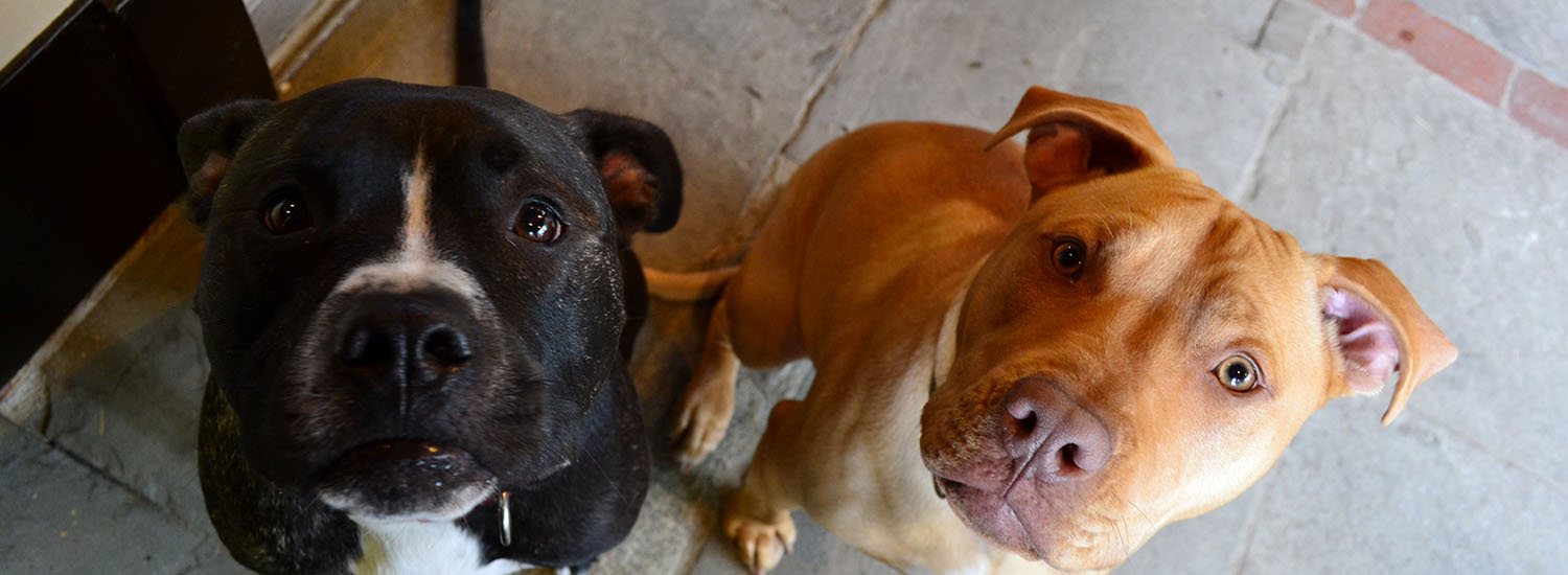 Two dogs looking up