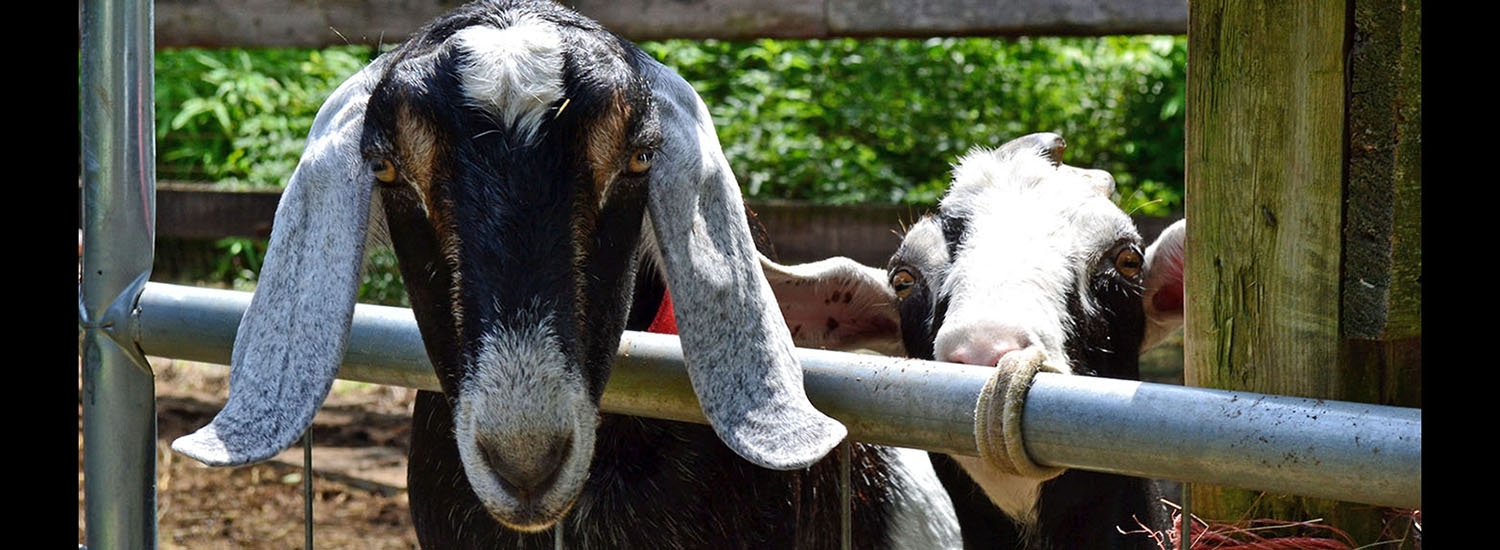 Two goats behind a wooden fence