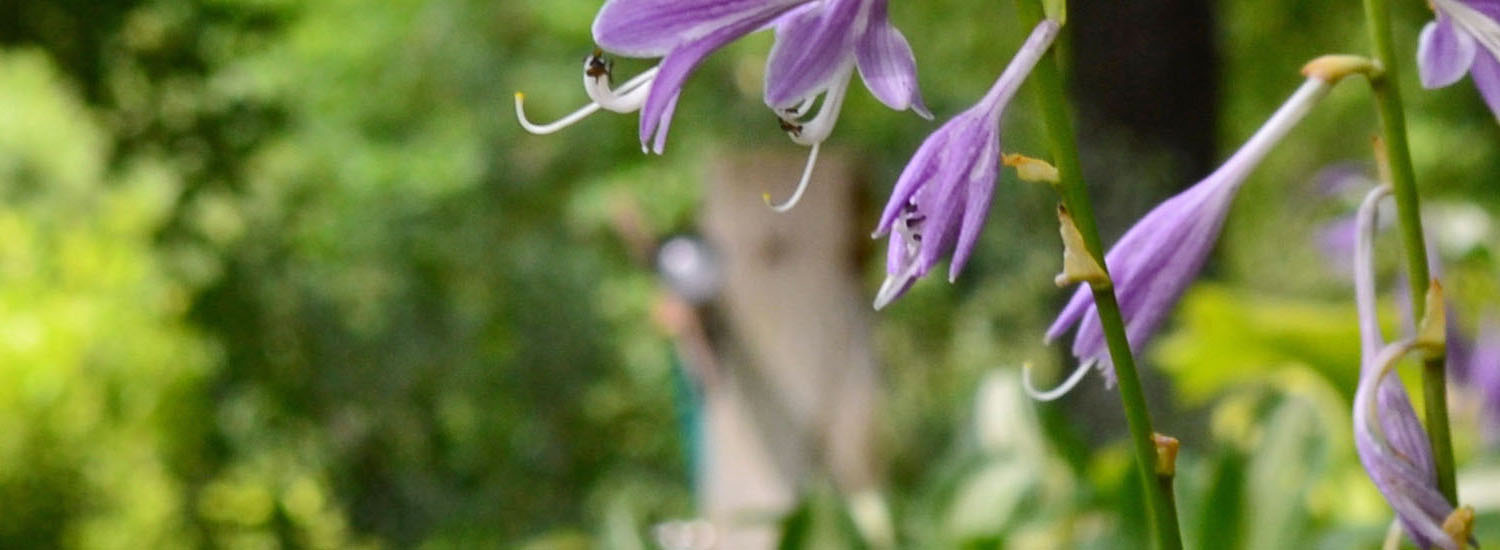 Hosta Flowers