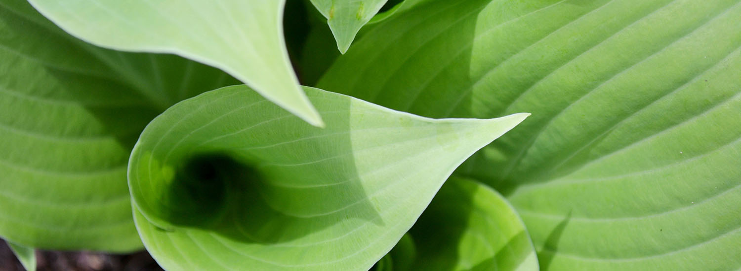 Hosta Leaves