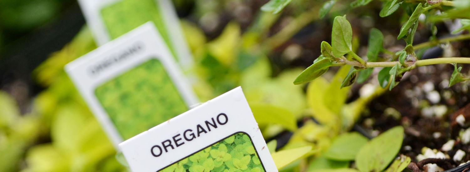 Oregano