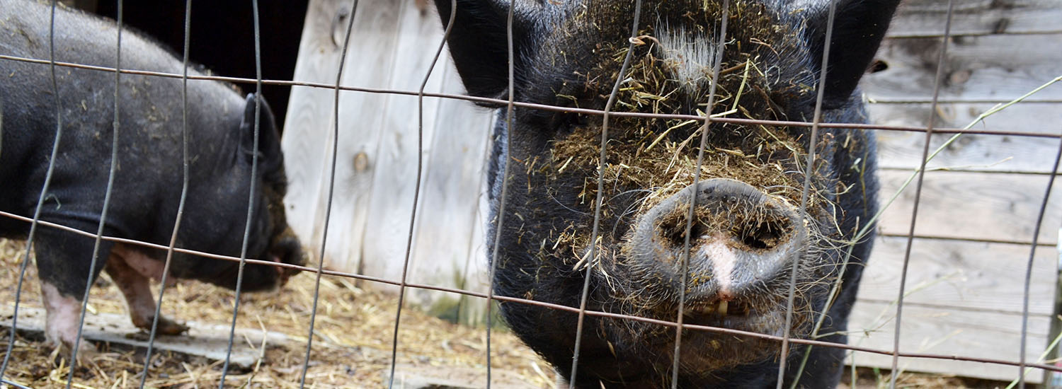 grey pot belly pigs