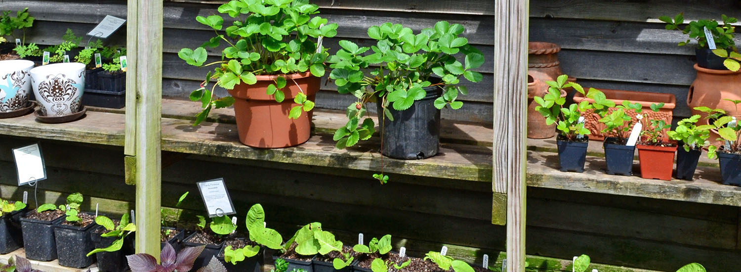 Strawberries in pots