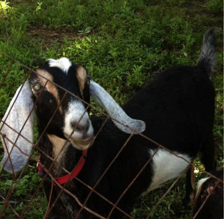 Little Buddy, the goat