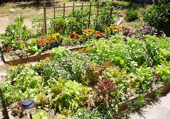 Vegetable beds