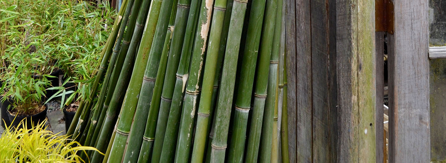 Bamboo poles leaning on wall